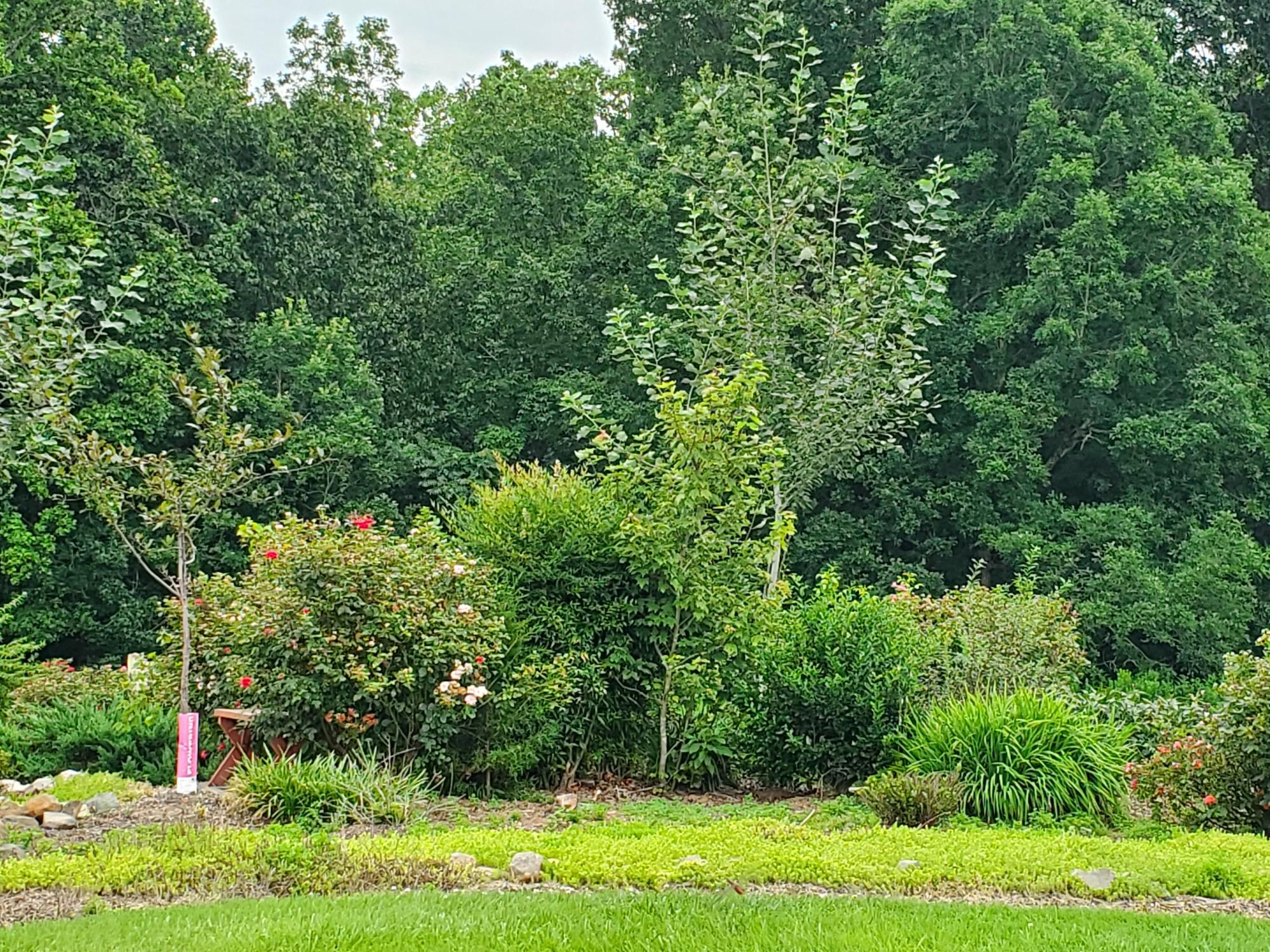 Greenery in a front yard