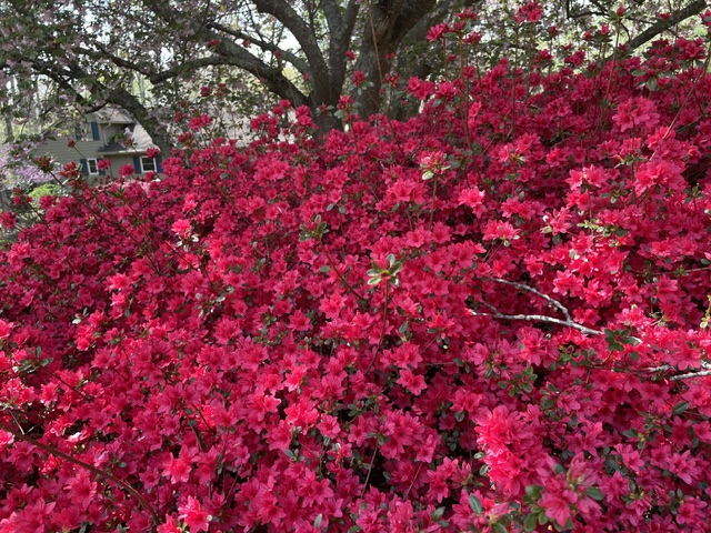 A beautiful flowering bush is completed covered in rich pink flowers.