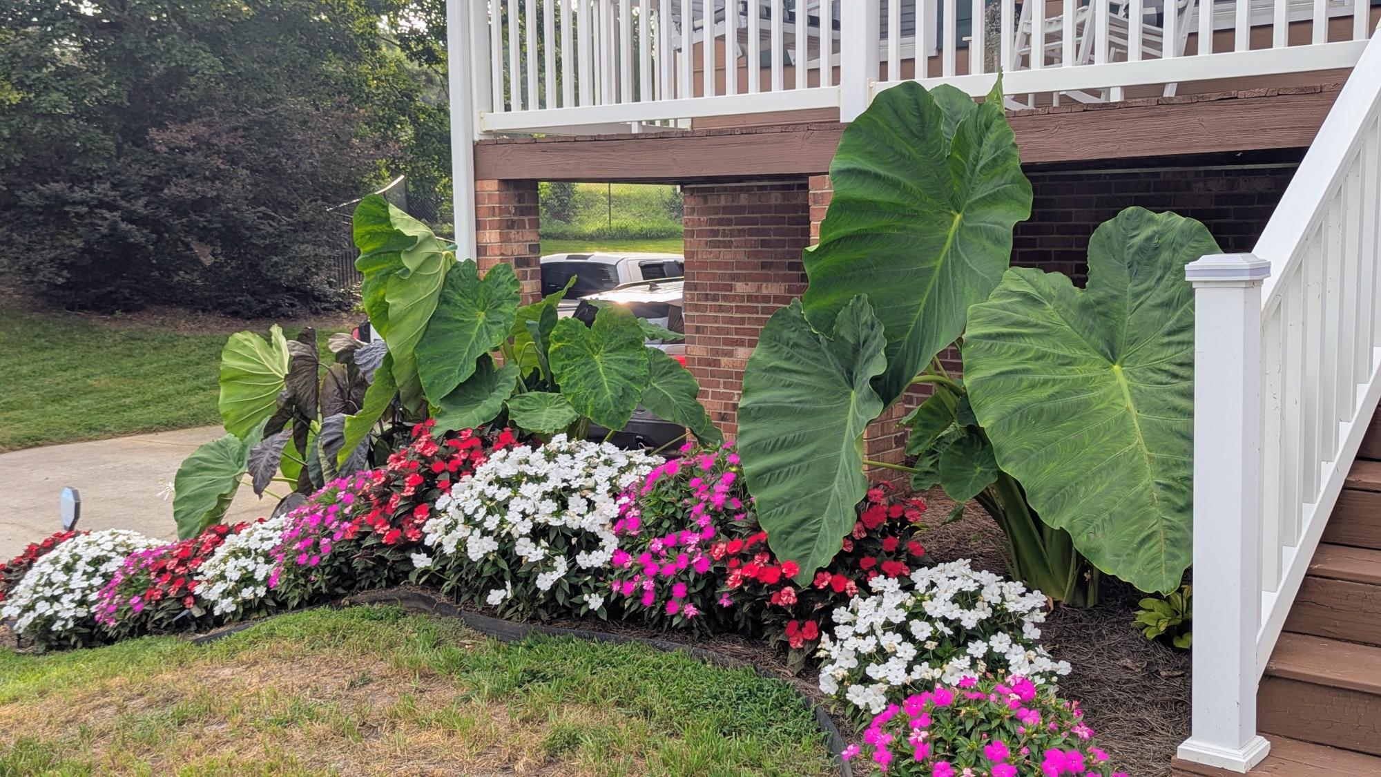 Beautiful elephant ear plants line the front porch of the Yard of the Week winner