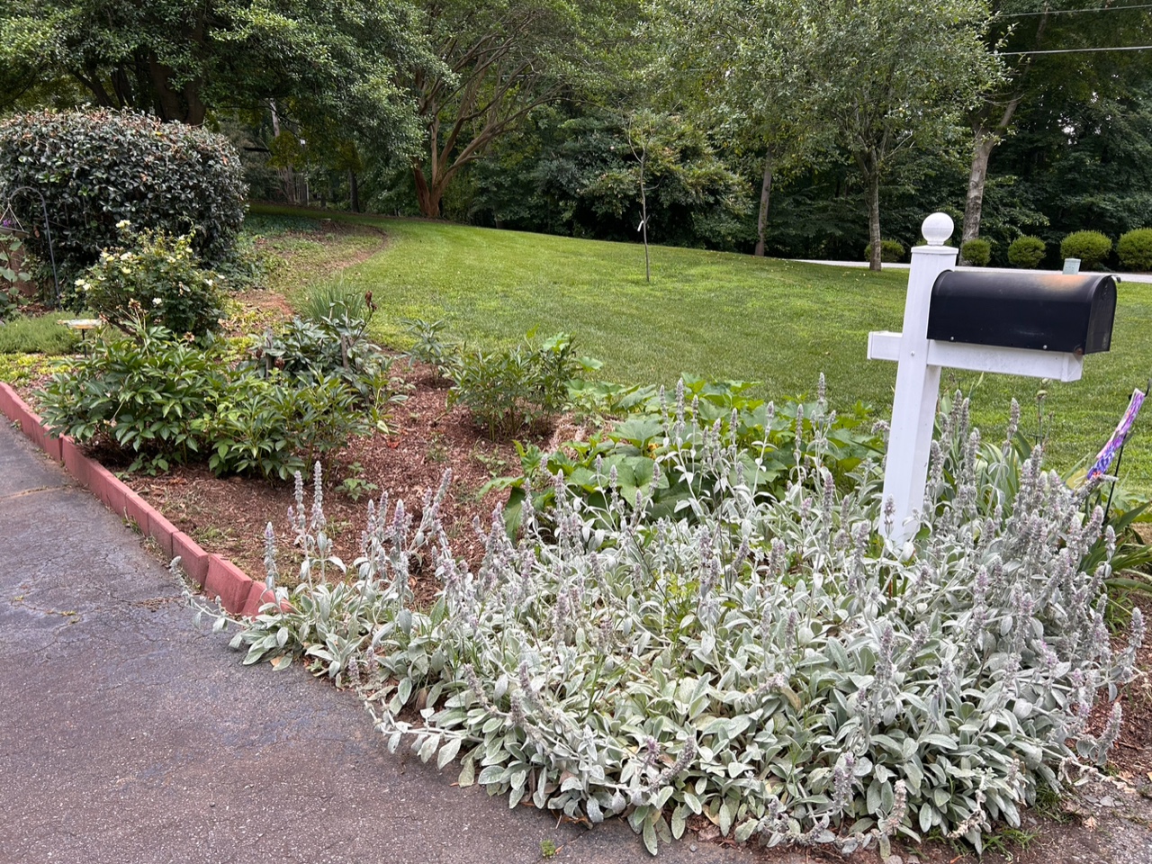 A white mailbox in an island of shrubbery has light green flowers growing around it.