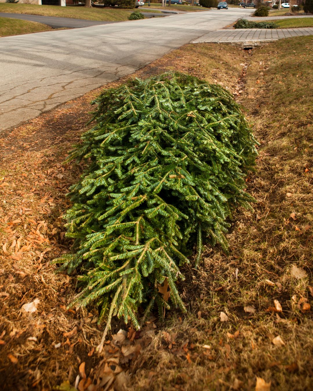 Live Christmas tree placed curbside for pickup